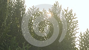 Sunlight shinning through Evergreen Coniferous Leaves. Sunset Sun light coming from green leaf. High quality stock video footage.