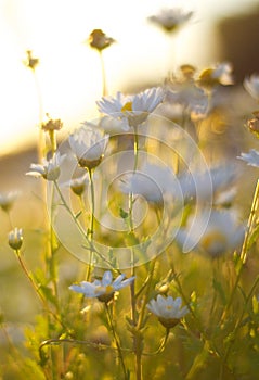 Sunlight Shot Through Daisies