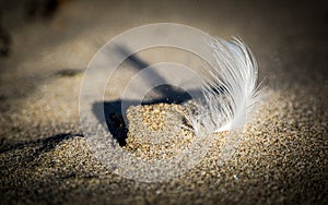 Sunlight on a single white feather in the sand