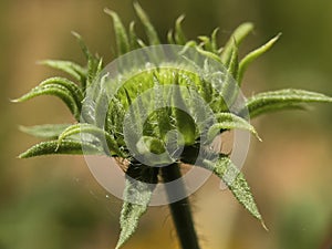 Sunlight with a small sun flower