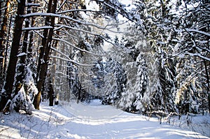 Sunlight in snow winter forest. Snow-covered footpath