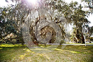 Sunlight Through Spanish Moss Over Park