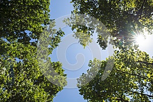 Sunlight through the spring green foliage