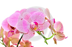 Sunlight spring orchid flower bright spotted