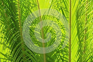 Sunlight streaming through healthy green ferns