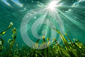Sunlight streaming through underwater kelp forest