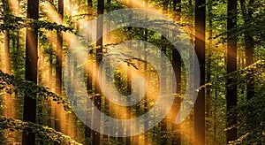 Sunlight streams through a dense forest, filtering between tall, straight tree trunks. The light