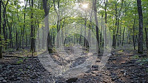 Sunlight streams through a dense forest, illuminating the path ahead