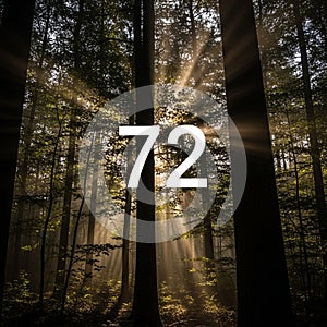 Streams through dense forest trees, creating beams of light among the