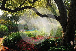 Sunlight streams into a lush garden