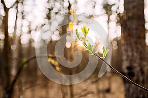 Sunlight Sun Rays Shine Through Young Spring Green Leaf Leaves Growing In Branch Of Forest Bush Plant Tree During