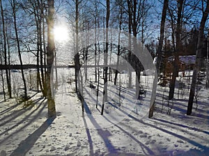 Sunlight of Sun, Sunshine beaming through Frosted Pine Trees, Frozen Trunks Woods, Winter Snowy Coniferous Forest