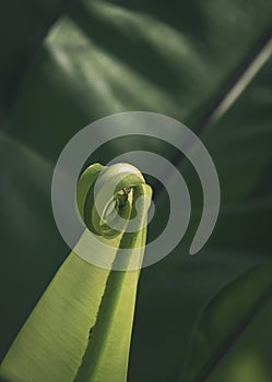 Sunlight on surface of young leaflet of Birdâ€™s nest fern is growing on dark greenery background