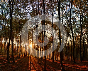 Sunlight through tall trees in a forest in autumn