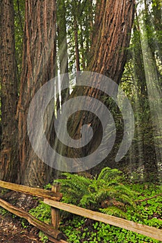 Sunlight thru Giant Redwoods Sequoia sempervirens photo