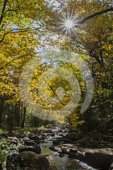 Sunlight thru the trees, Sacandaga River, Siamese Ponds Wilderness Area, Adirondack Forest Preserve, New York, USA