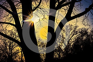 Sunlight Touching The Tree In The Bright Yellow Sunset