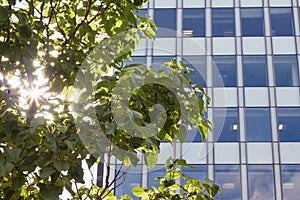 Sunlight Through Tree By Modern Office Building.