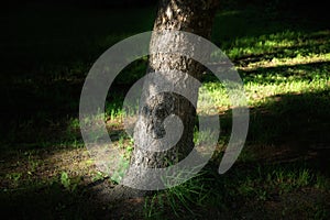 Sunlight on tree trunk.
