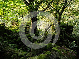 Sunlight through trees in a forest with vibrant green leaves and scattered moss covered boulders in shadow with ferns