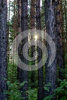 The sunlight between the trees in the forest. A walk in the woods in the evening