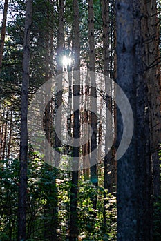 The sunlight between the trees in the forest. A walk in the woods in the evening