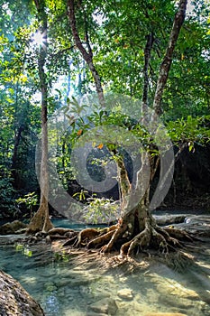 Sunlight through trees make the clear water of Erawan National park in Thailand glow and highlight the tree roots