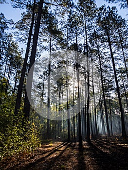 Sunlight Through Trees in Sparse Forest