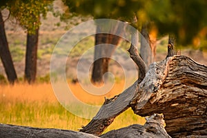 Sunlight On Treetrunk In Summer