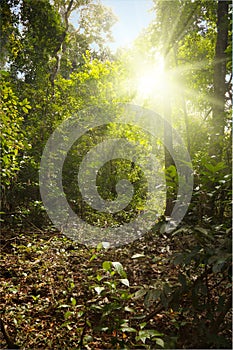 Sunlight in tropical jungle