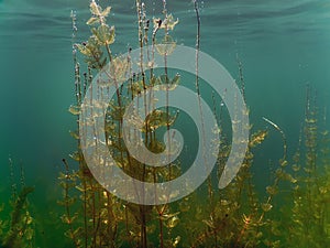 Sunlight Underwater freshwater flora rivers, lakes, pond. Surface.