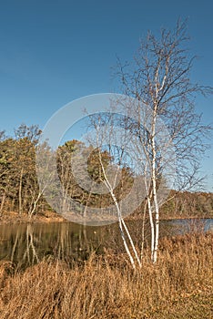 Sunlight on White-barked Birch Trees