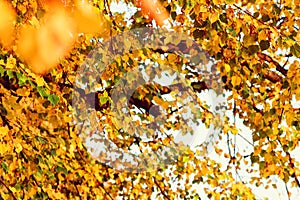 Sunlight yellow autumn tree in a park. Autumn weather. Autumn time change