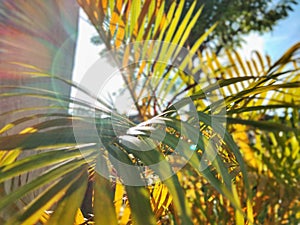 Sunlighting the plant