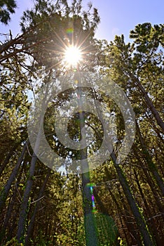 Sunlighting shining through the pine trees in Bottle Lake Forest Park in Christchurch