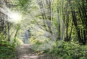 Sunlights shining through the trees in the spring forest