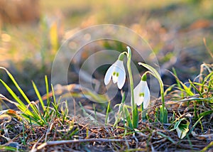 Sunligted snowdrops flowers