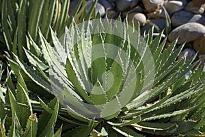 Sunlit Agave plant in desert garden