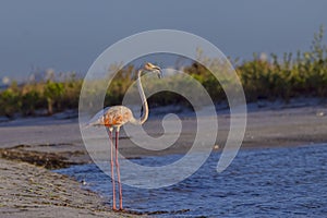 Sunlit, Agitated Pink Flamingo Standing On The Beach photo