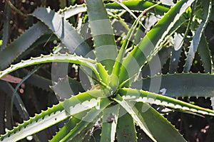 Sunlit Aloe Leaf: Close-up of Green Succulent Plant
