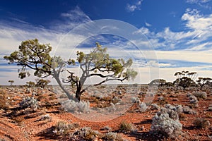Sunlit Australian outback landscape with trees, shrubs and spinefex photo