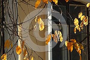 Sunlit autumn cherry-tree leaves and bare branches on the background of an old house window