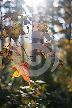 Sunlit Autumn Foliage with Bokeh Forest