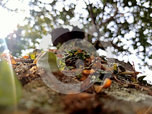 Sunlit Autumn Forest: Blooming Flowers Amidst Lush Green Foliage