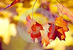 Sunlit autumn leafs