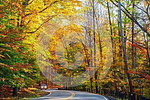 Sunlit autumn road