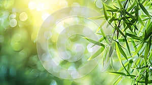 Sunlit Bamboo Leaves Against Blurred Background. Freshness in Nature Concept Image. Greenery and Sunshine in a Peaceful