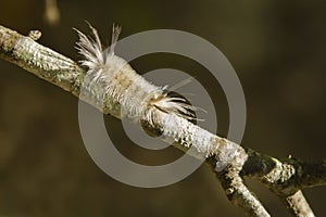 Sunlit Banded Tussock Moth Caterpillar on Branch