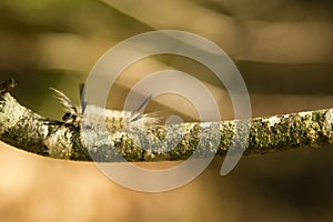 Sunlit Banded Tussock Moth Caterpillar on Lichen Branch