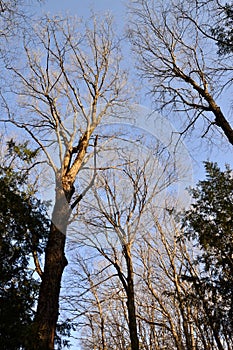 Sunlit bare tree canopy along hiking trail at Ardagh Bluffs